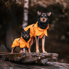 Regenjacke | RECOVERY | Orange 