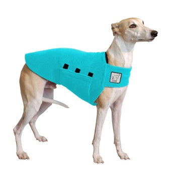 Tummy Warmer | Whippet | Türkis 